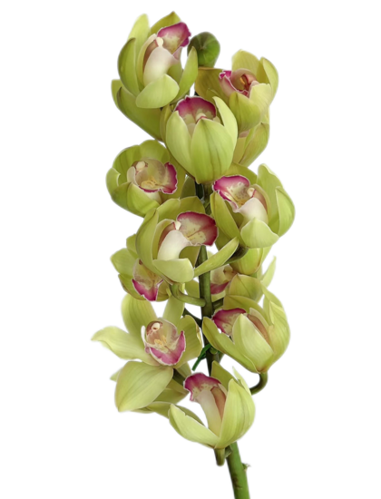 Cymbidium pianist