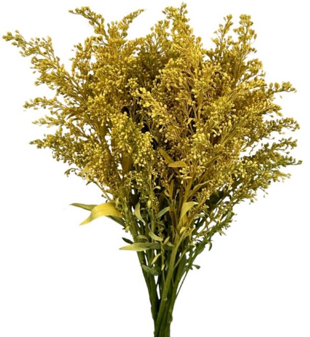 Solidago tinted light yellow