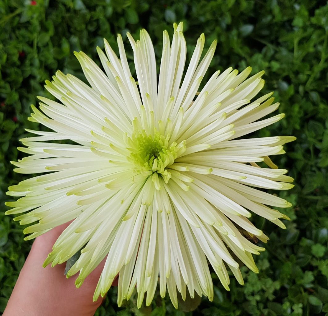 Chrysanthemum spider mum anastasia lime