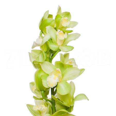 Cymbidium mint ice