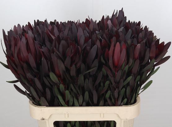 Leucadendron sunset safri