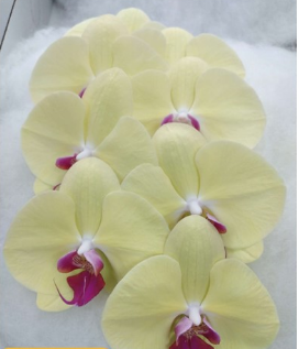 Phalaenopsis yellow red