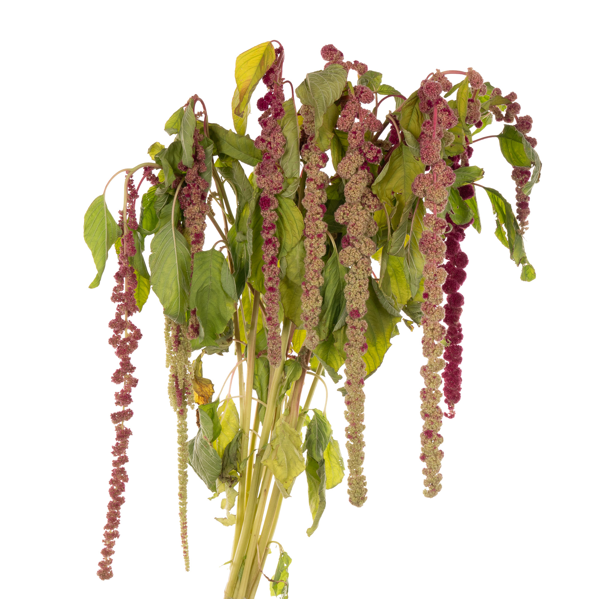 Amaranthus mira