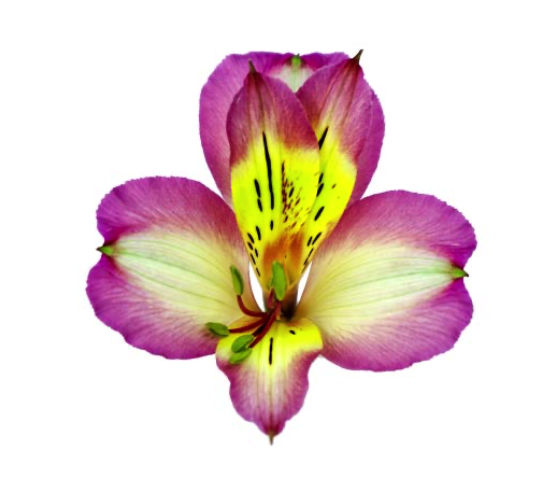 Alstroemeria mystique