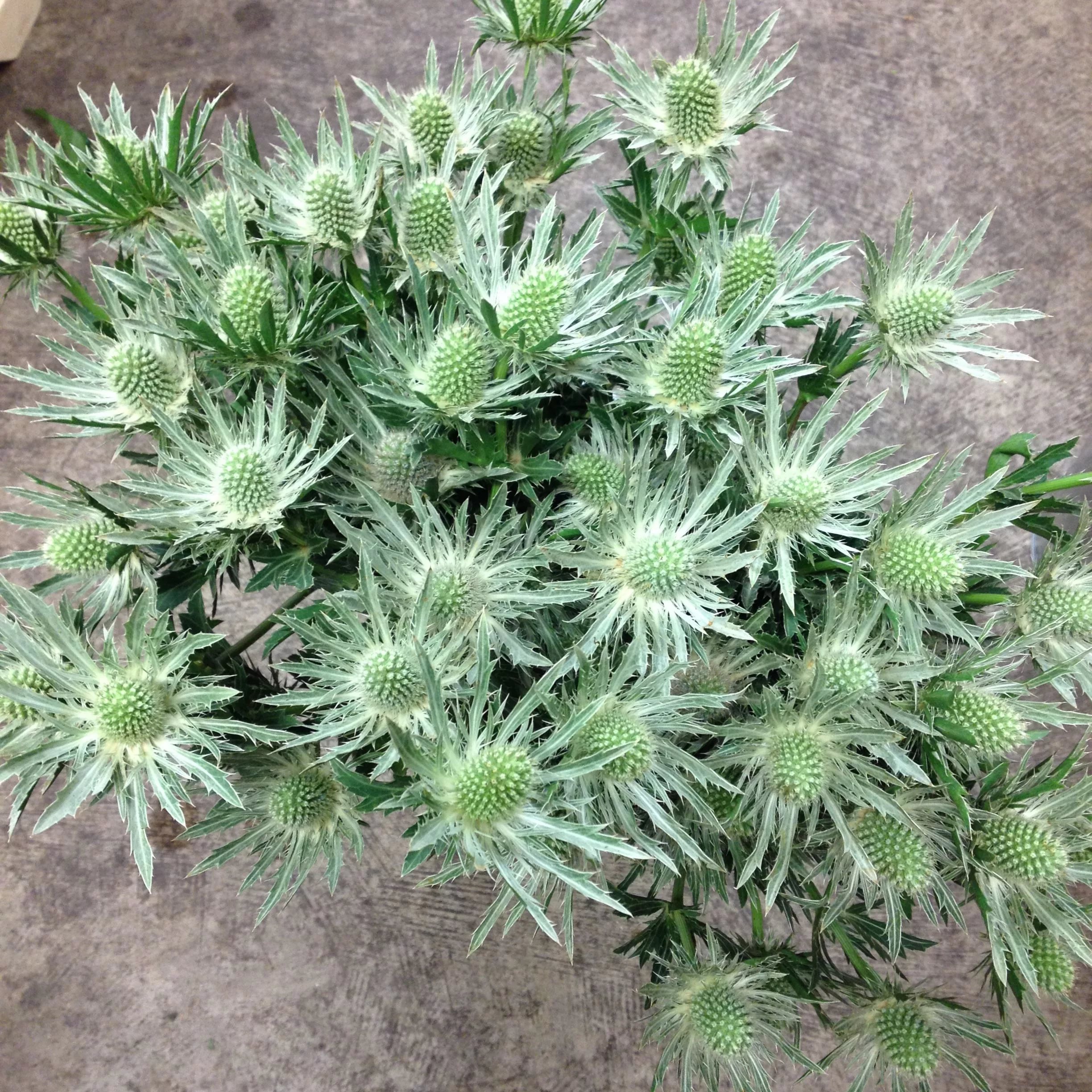 Eryngium green