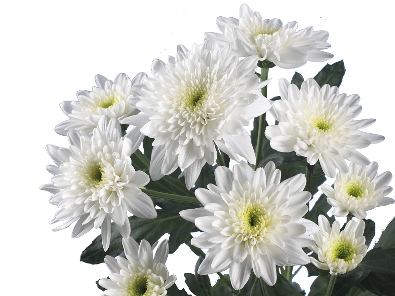 Chrysanthemum spray bonita