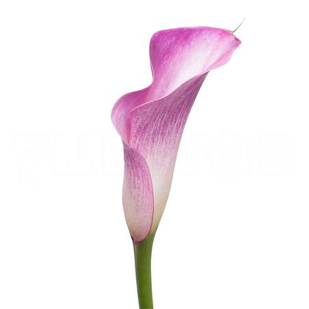 Zantedeschia call mario