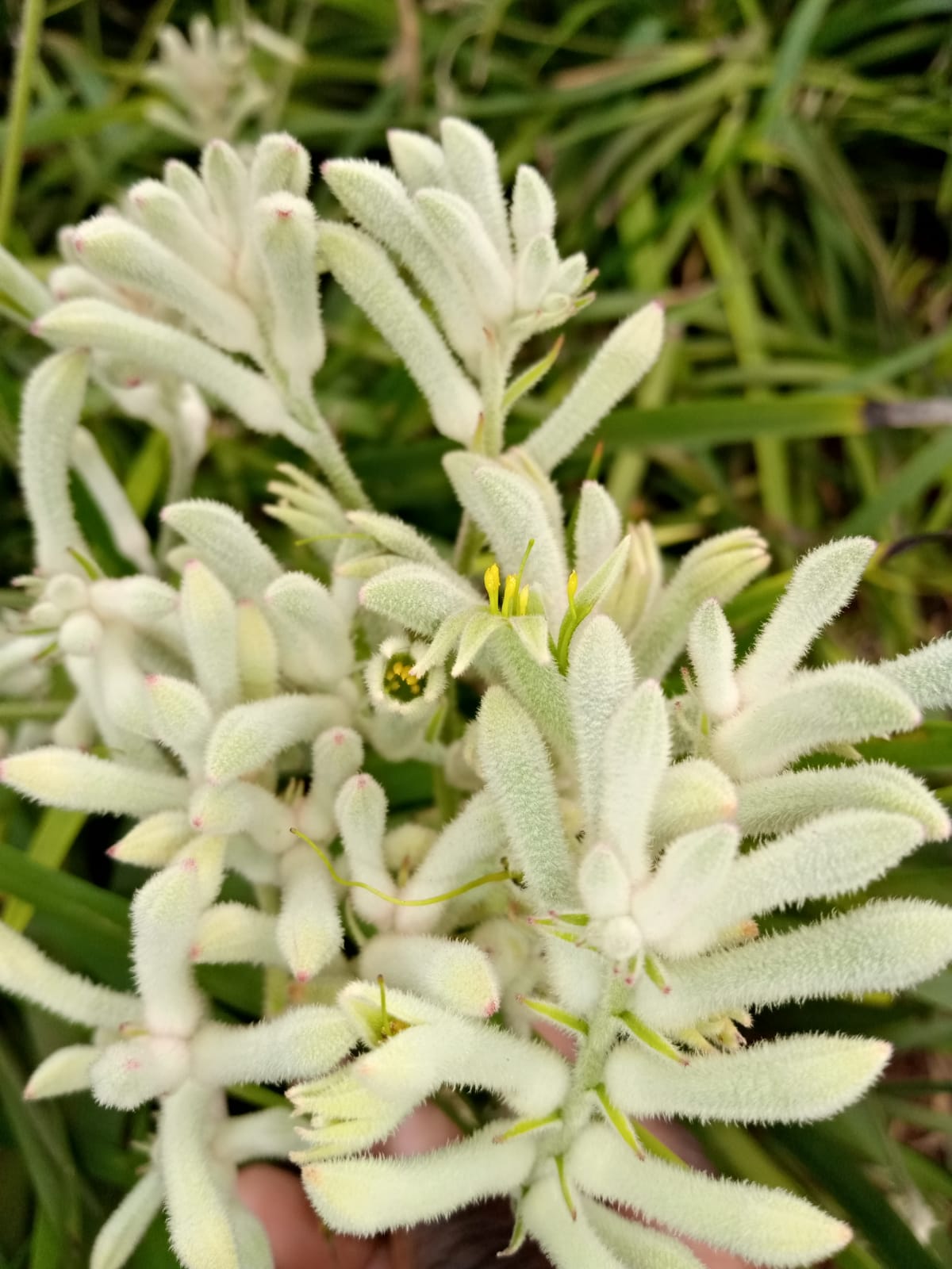 Anigozanthos cape gray moss