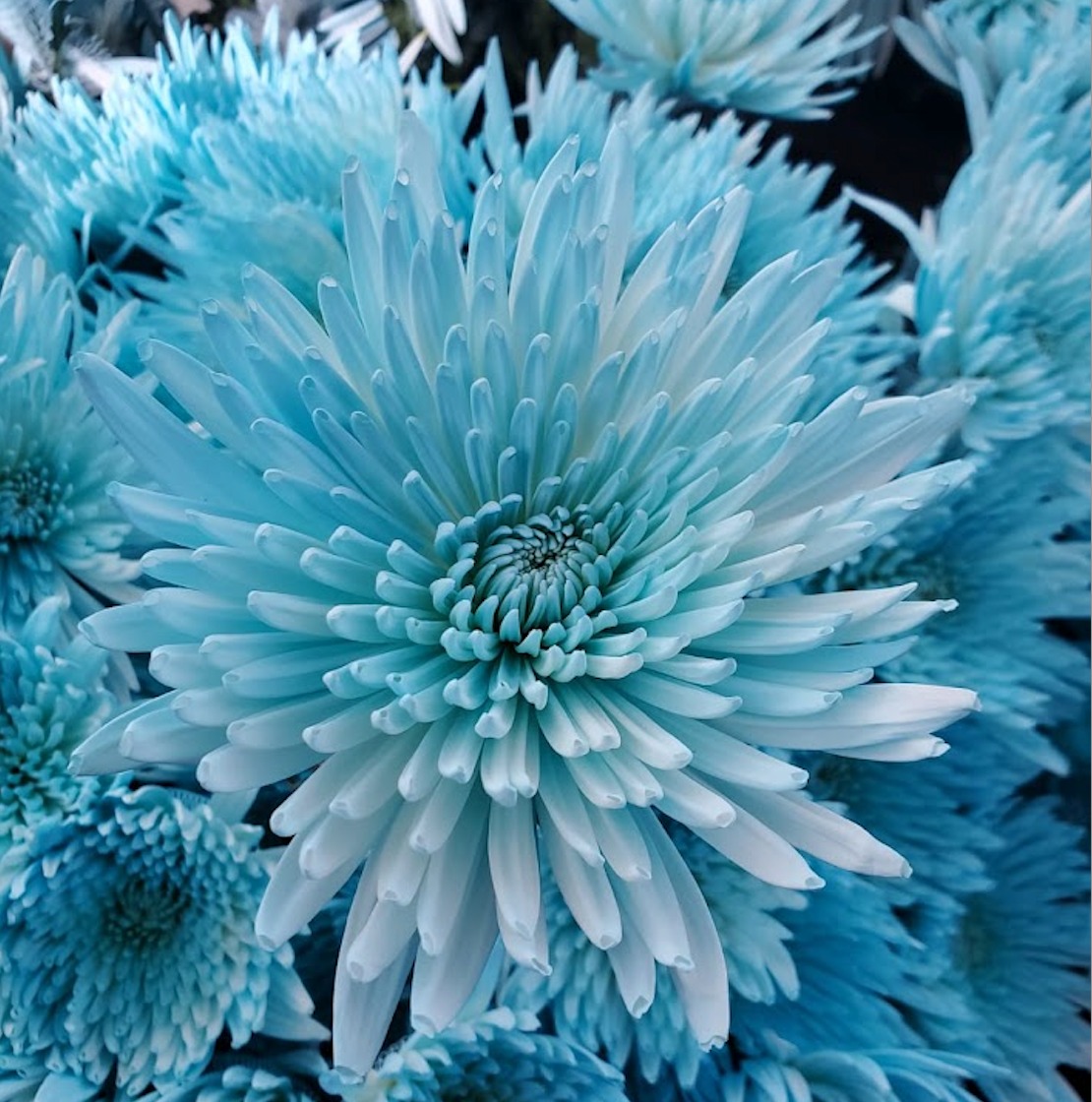 Chrysanthemum single anastasia tinted light blue