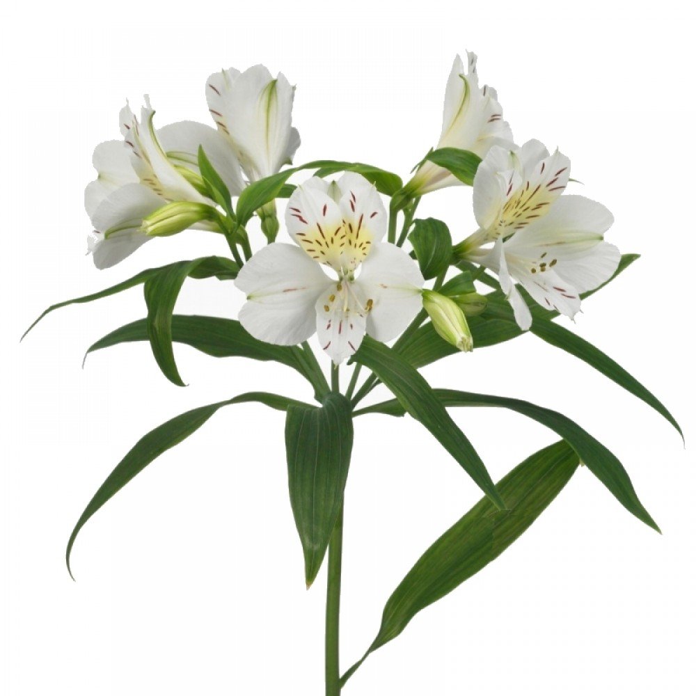 Alstroemeria villa massa