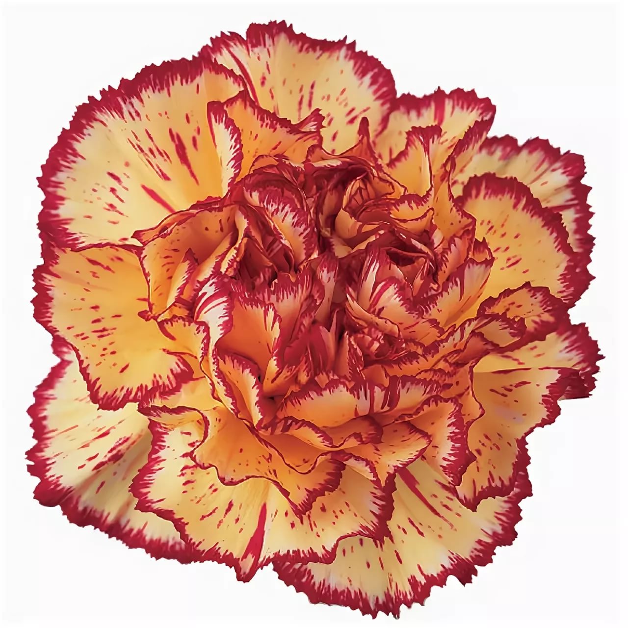 Carnation viana