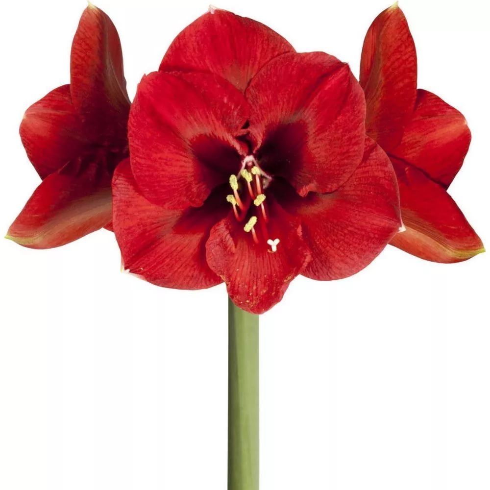 Hippeastrum ferrari