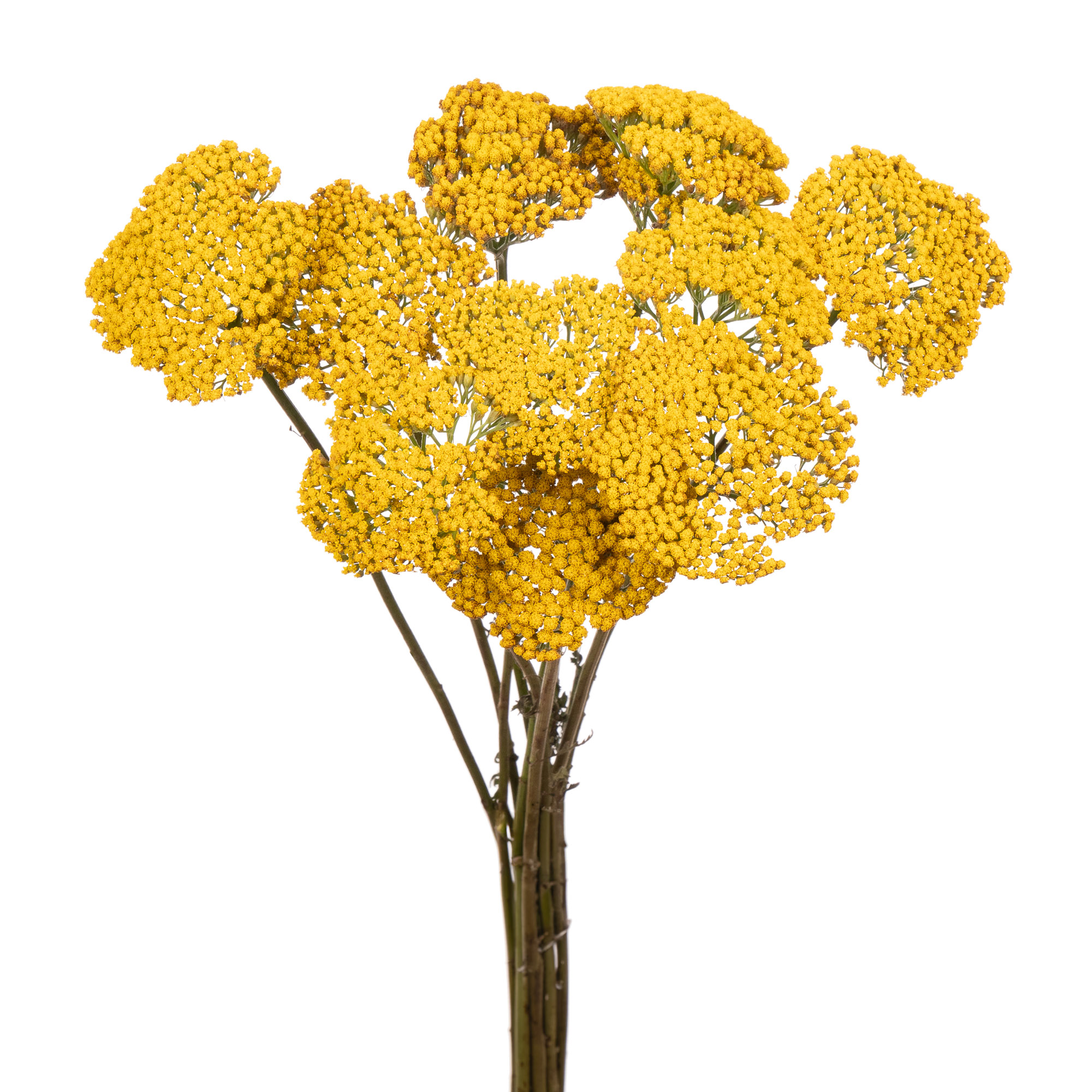 Achillea parkers variety