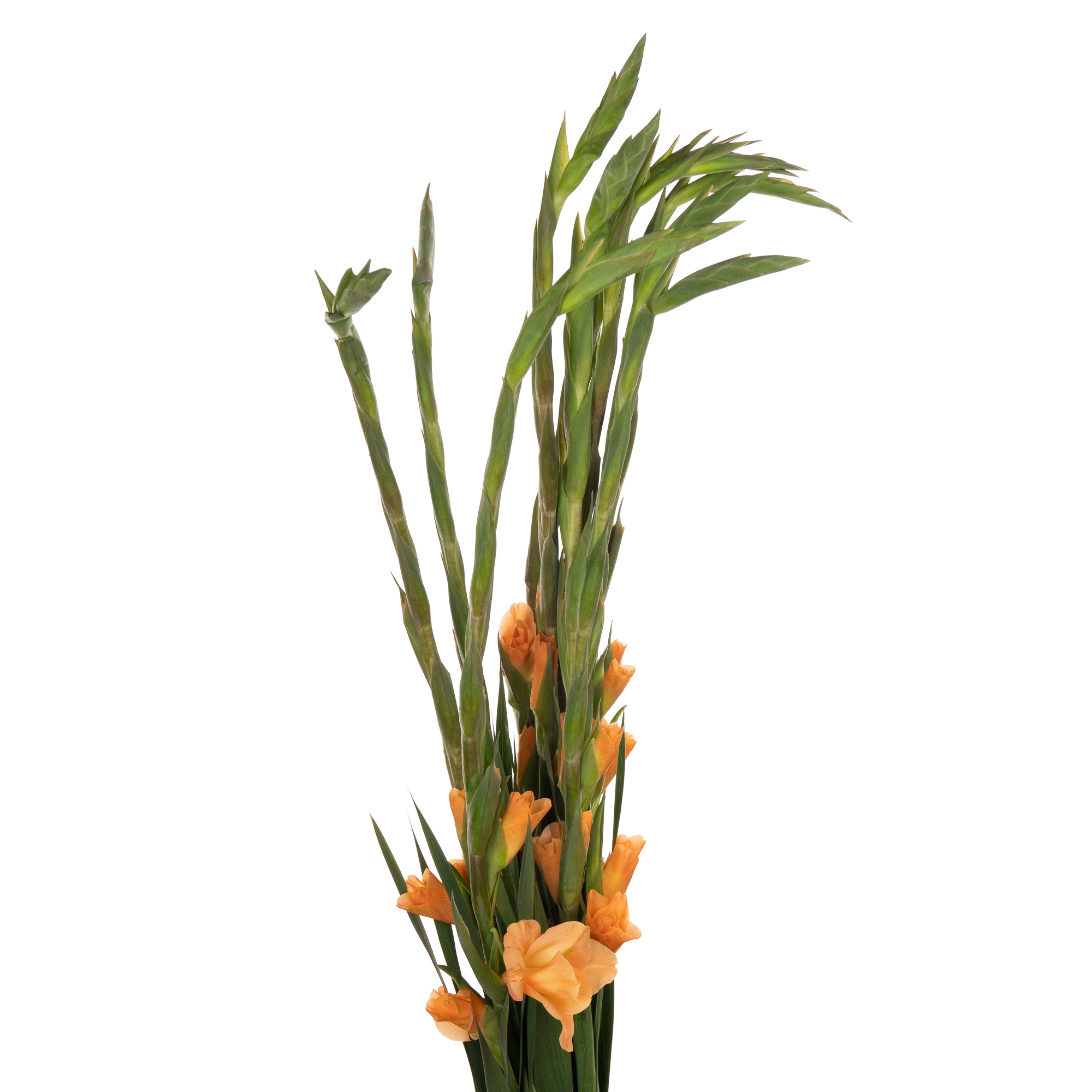 Gladiolus peche melba