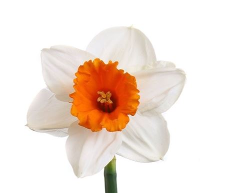 Narcissus johann strauss 