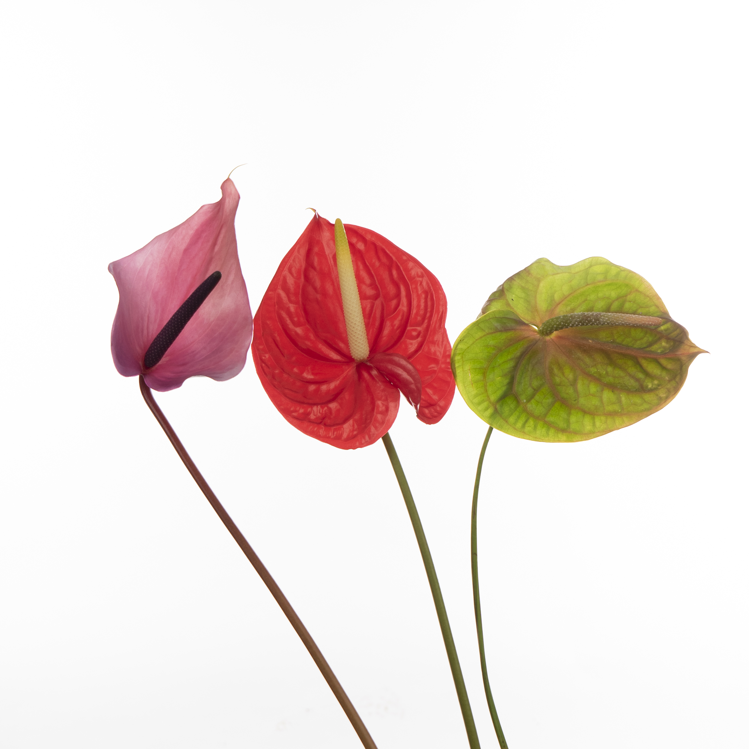 Anthurium mix