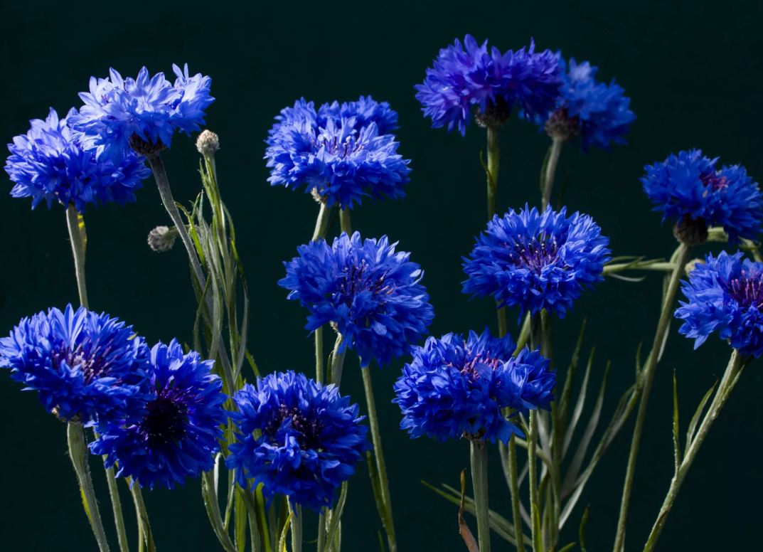 Centaurea cyanus