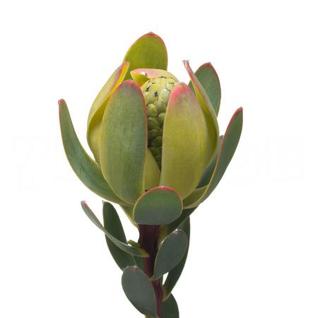 Leucadendron discolor yellow