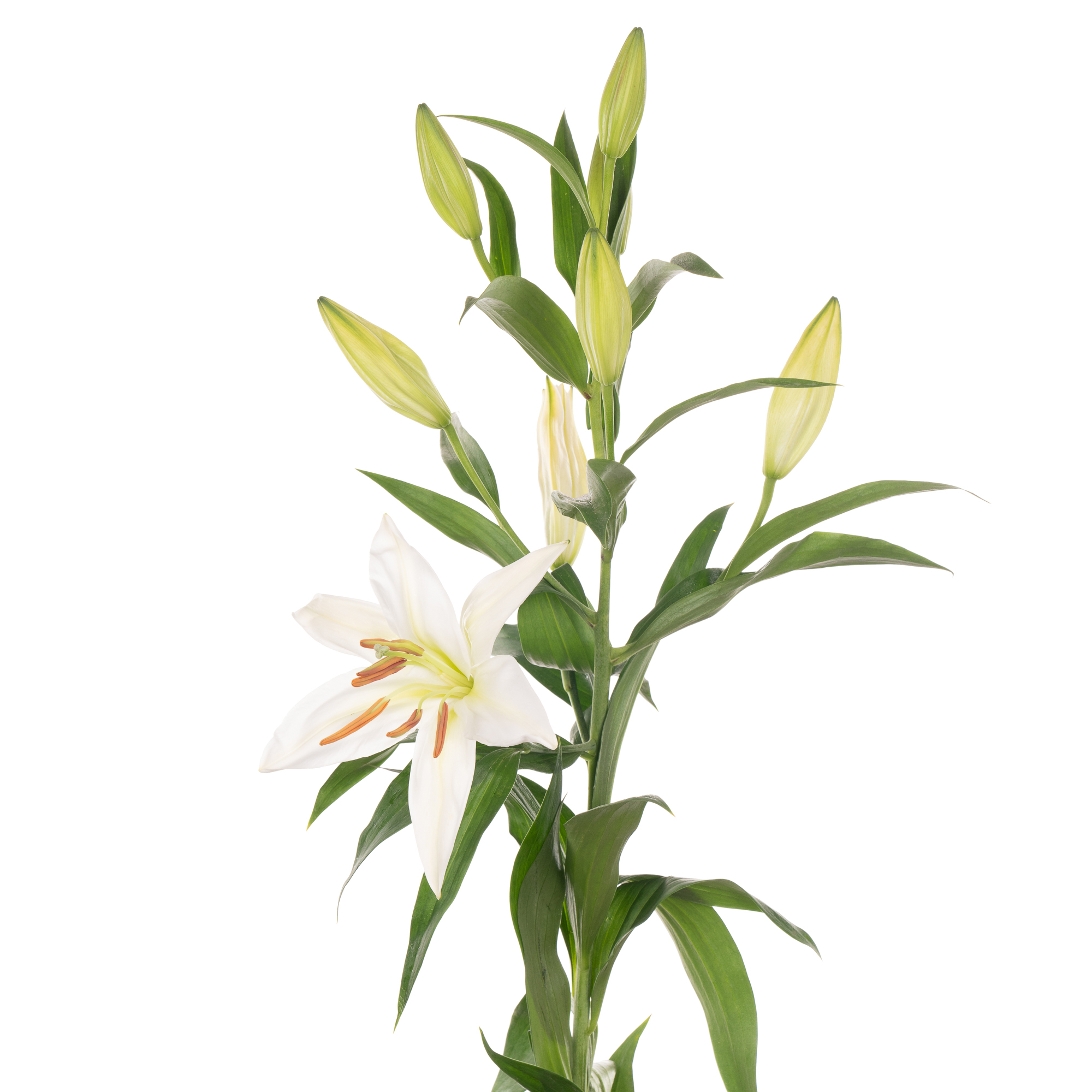 Lilium ot zambesi