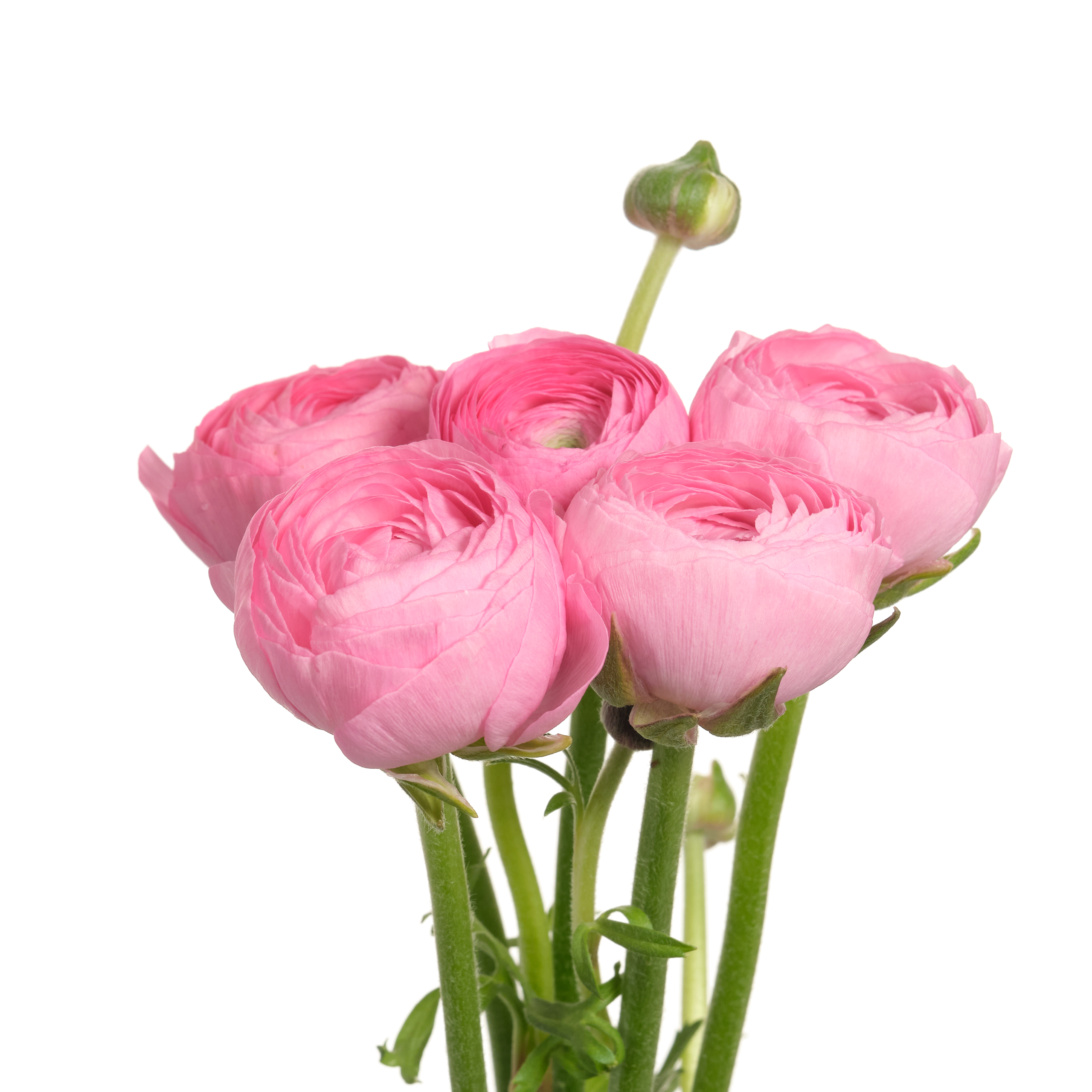 Ranunculus elegance pink