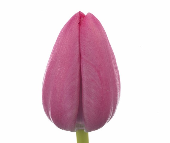 Tulip enkel tineke van der meer