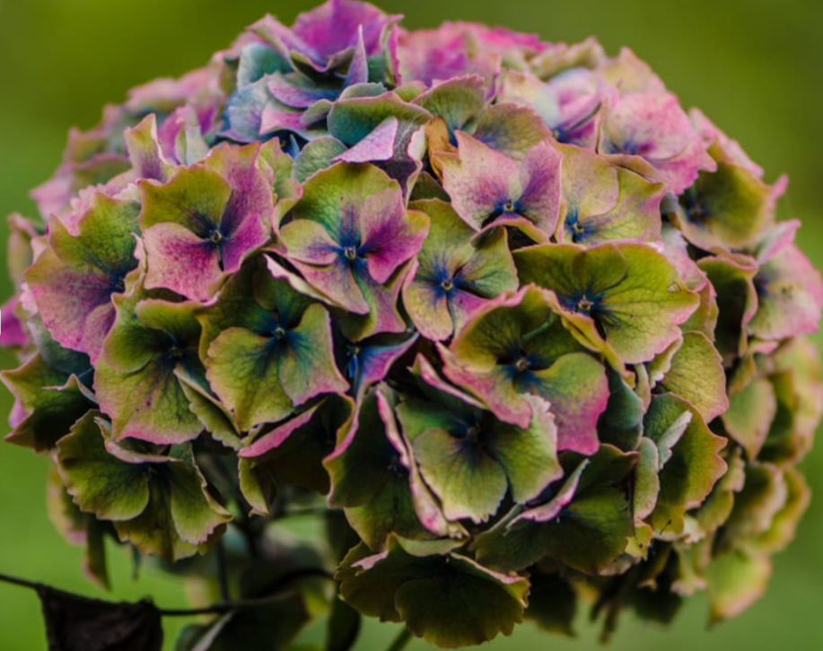 Hydrangea scarlet antique