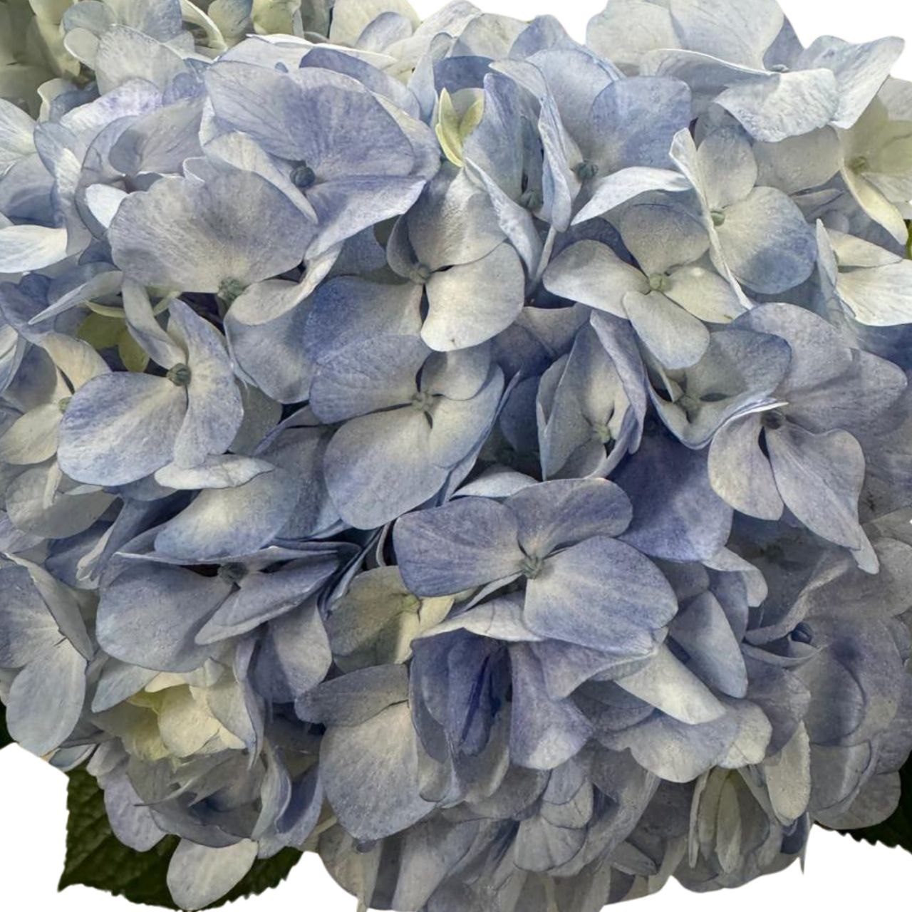 Hydrangea premium blue