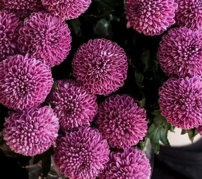 Chrysanthemum single ping pong purple