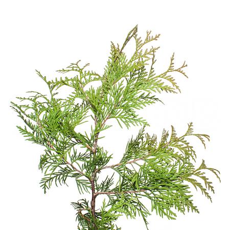 Branch Thuja