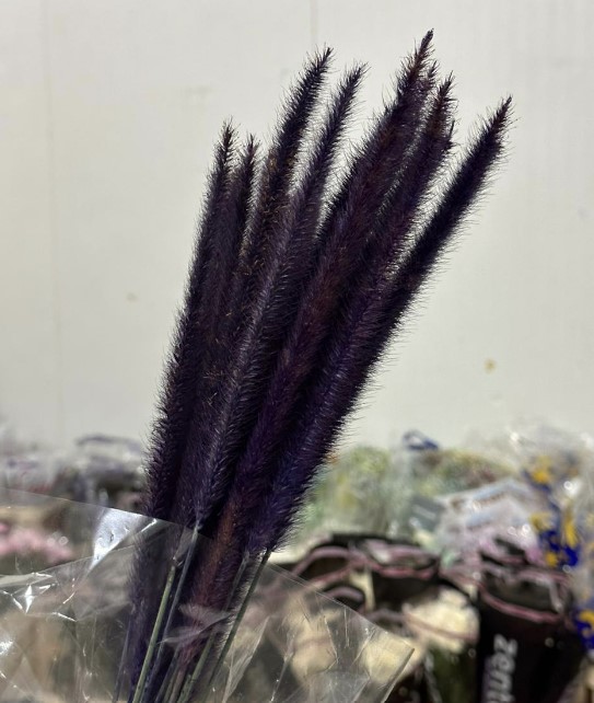 Blad Beargrass vrf purple
