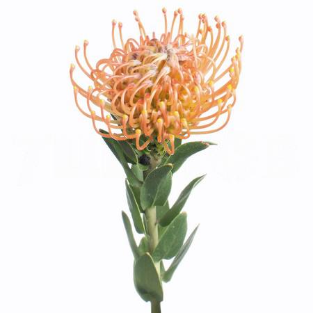 Leucospermum ayoba orange