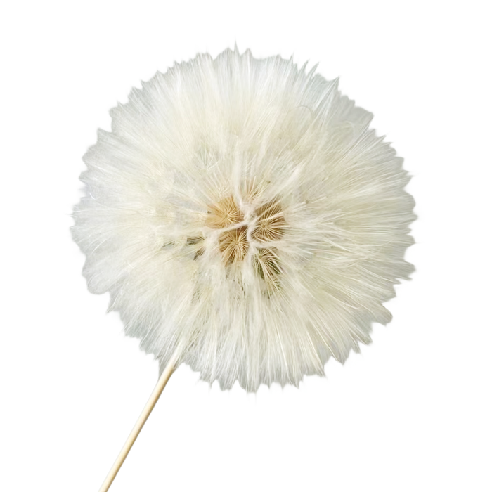 Dandelion Preserved White