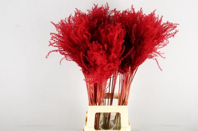 Miscanthus dry dyed red