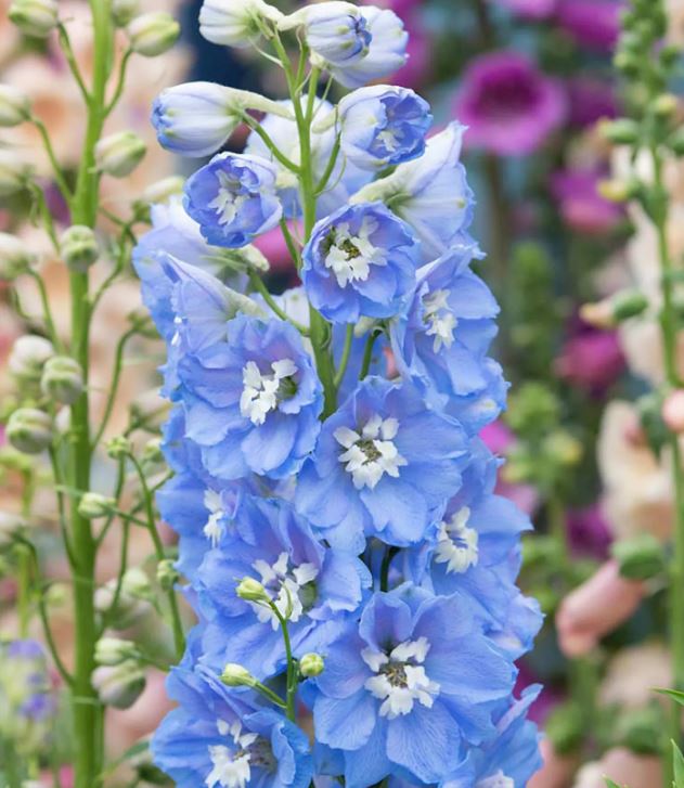 Delphinium sky blue