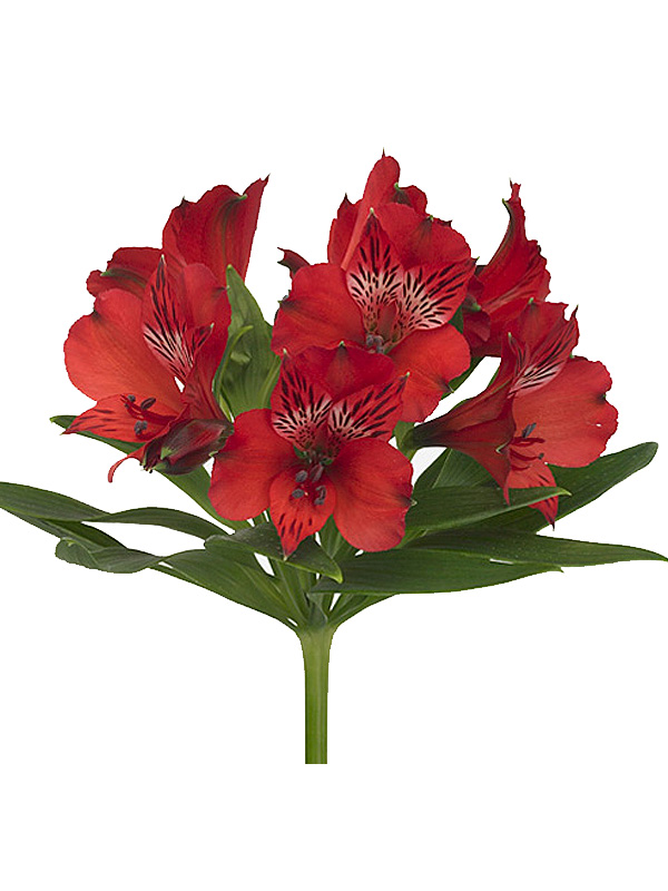 Alstroemeria nadya