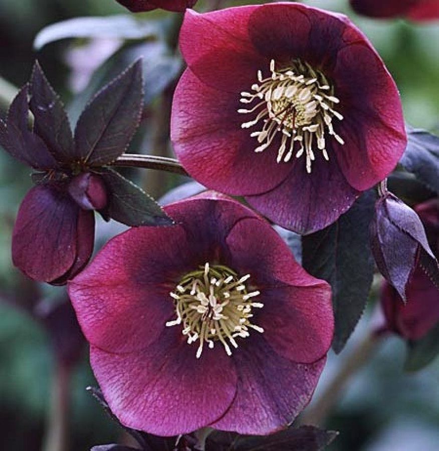 Helleborus dark red