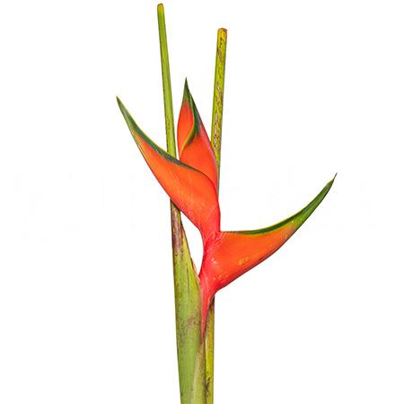 Heliconia flamingo