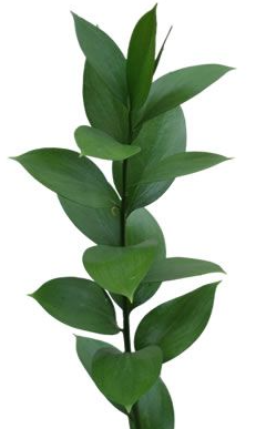 Blad Ruscus single