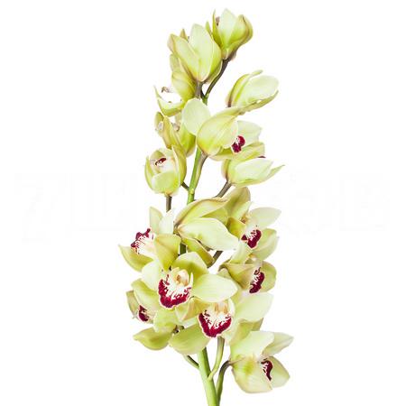 Cymbidium machteld