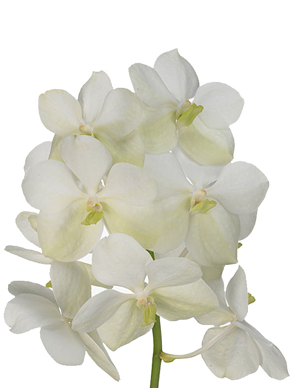 Vanda tayanee white