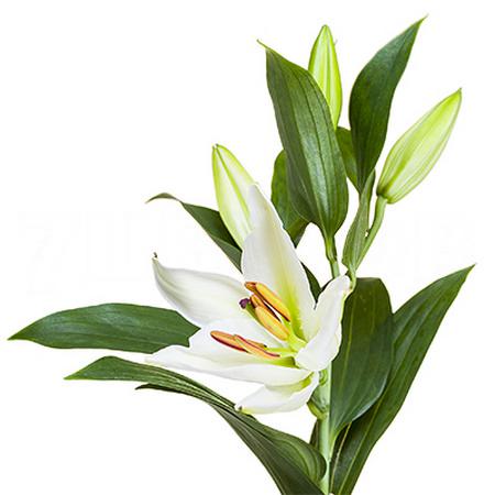 Lilium or helvetia