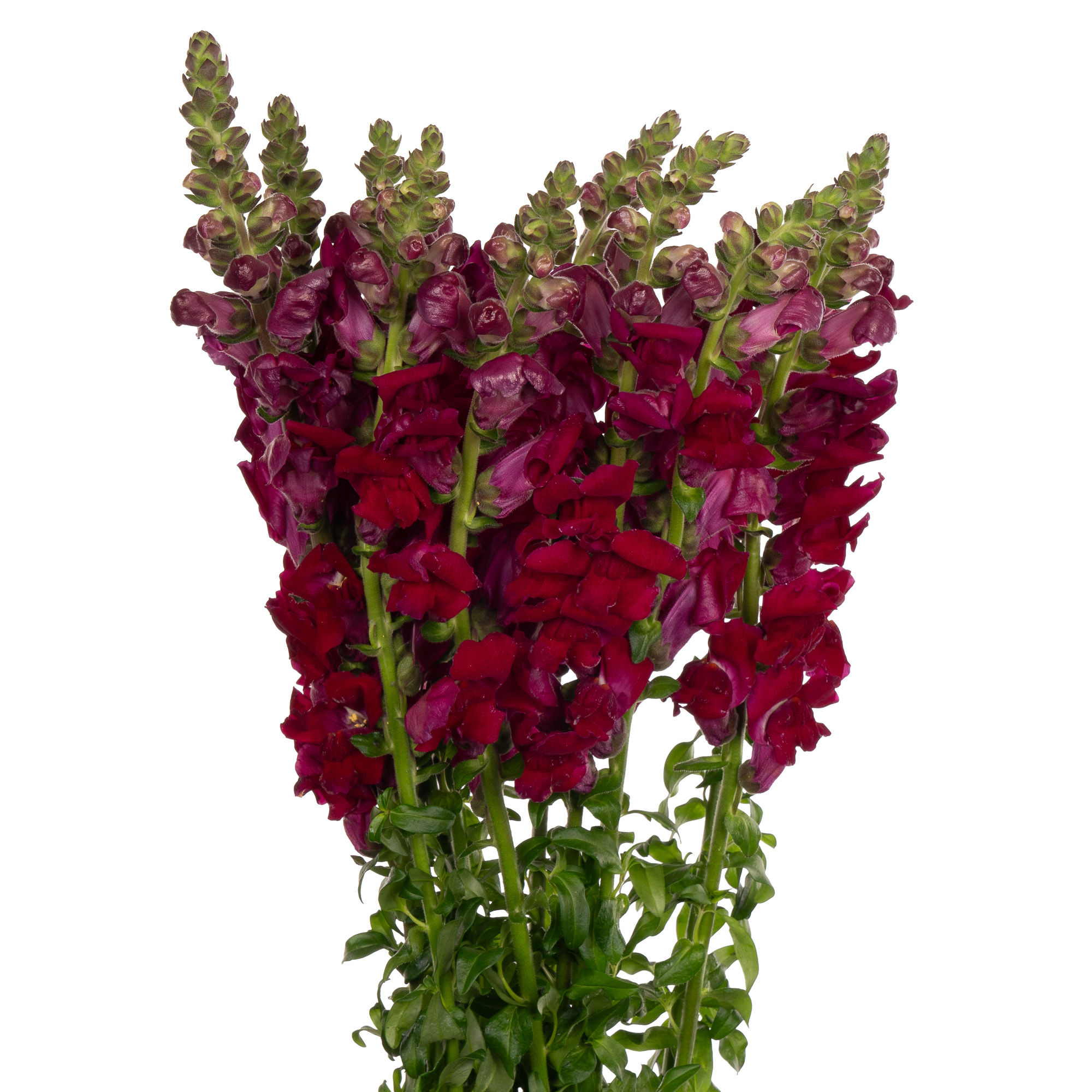 Antirrhinum red