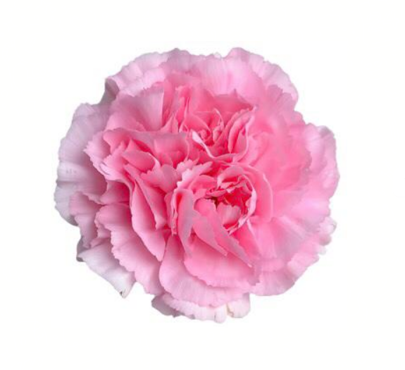 Carnation gemstone pink