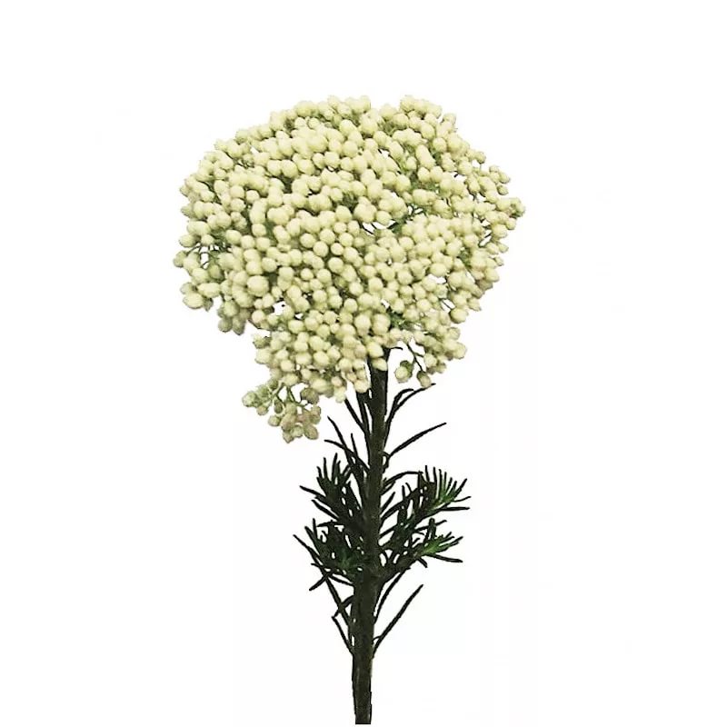 Ozothamnus white