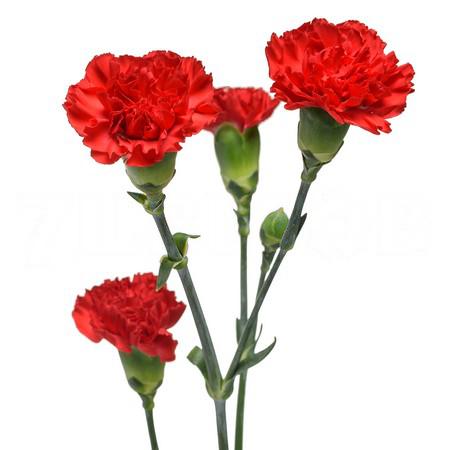 Carnation Spray rony