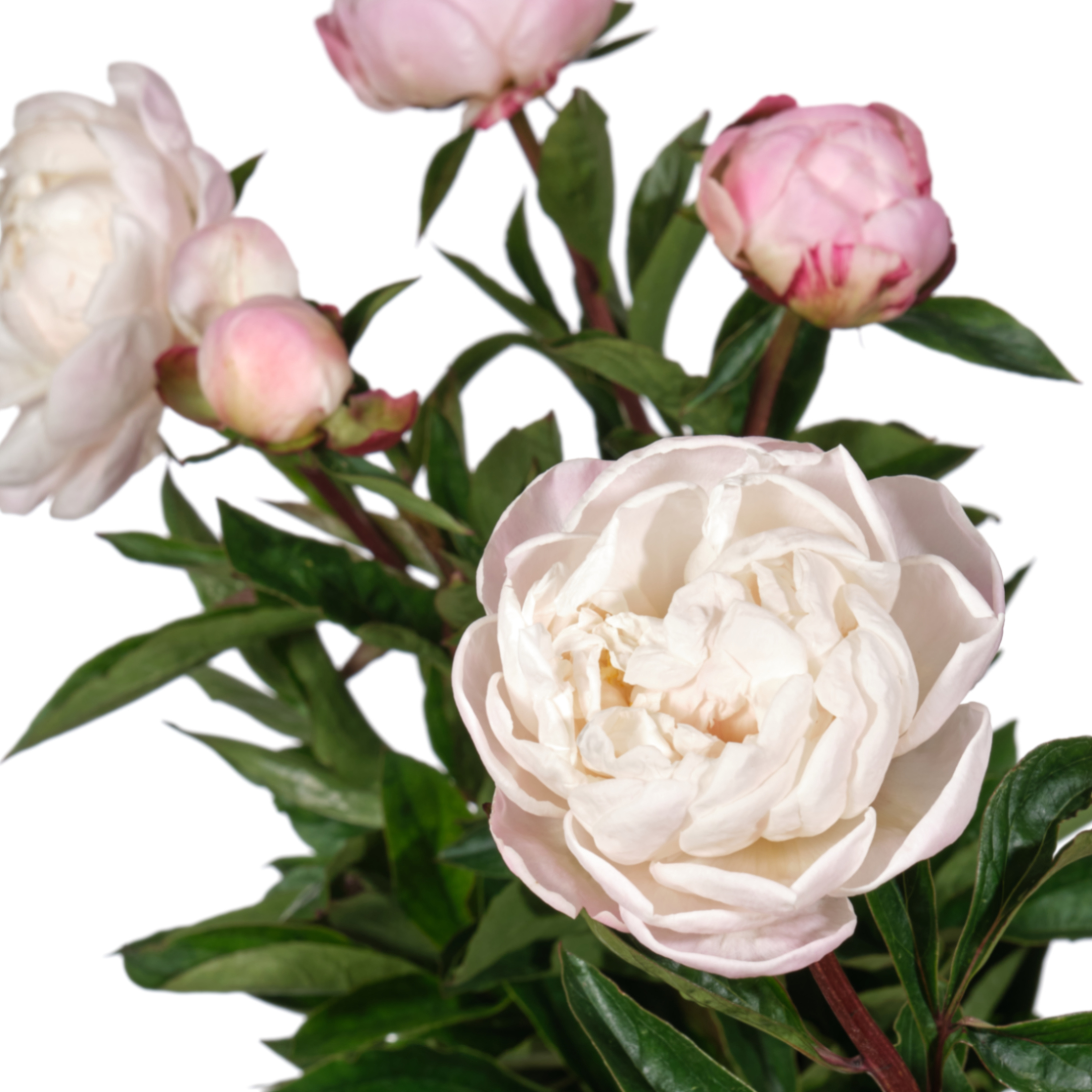 Paeonia gardenia