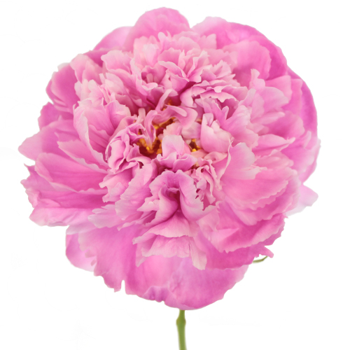 Paeonia alexander fleming