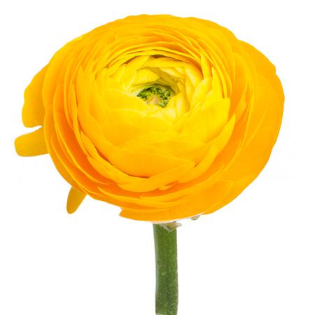 Ranunculus elegance yellow