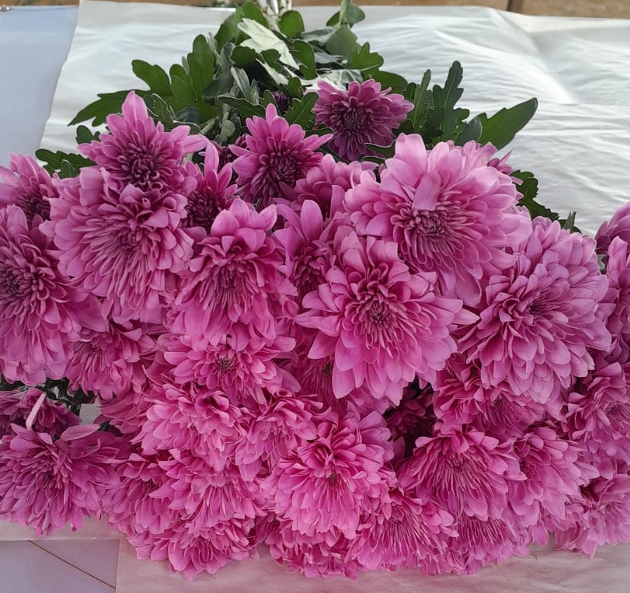 Chrysanthemum sprаy hanami