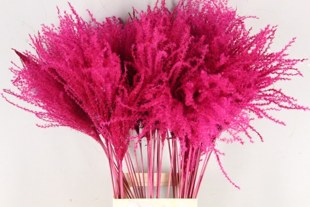 Miscanthus dry dyed cerise